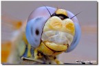 Fototessera alla libellula Fototessera alla libellula