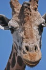 Ritratto di giraffa Ritratto di giraffa