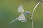 libellula libellula
