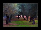 uliveto