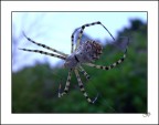 Aracne Aracne