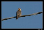 falco cuculo falco cuculo