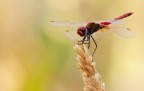 Libellula2 Libellula2
