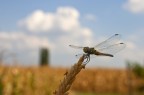 Libellula5 Libellula5