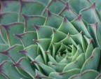 spiral spiral