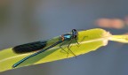 libellula libellula