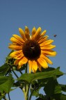 girasole girasole