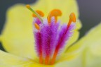 Pistilli sul giallo Pistilli sul giallo