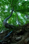 Tree Tree