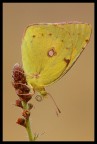 Colias crocea