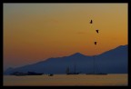 alba alba