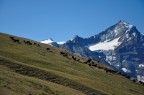 Alpe Alpe