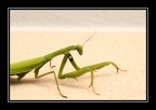 L'invasione L'invasione