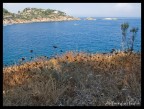 isola del giglio isola del giglio