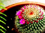 Tra fiori e spine Tra fiori e spine
