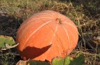 Zucca Zucca