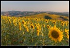 Gialle Colline Gialle Colline