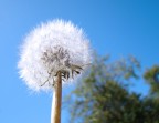 Taraxacum officinale Taraxacum officinale