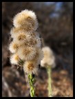 fiore.. fiore..