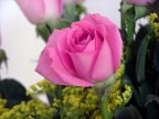 Rosa Rosa