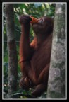 OrangUtan a pranzo