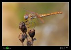 Libellula Libellula