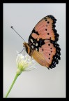 Farfalla Farfalla