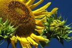 Ultimi girasoli Ultimi girasoli