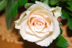 Rosa Bianca Rosa Bianca