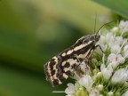 farfallina farfallina