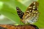 sulla carruba sulla carruba