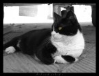 gattino gattino