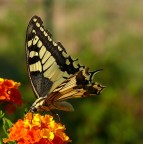 E' la prima volta....