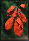 come d'autunno le foglie come d'autunno le foglie