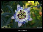 Fiore di Passiflora