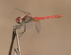 .: Libellula:. .: Libellula:.