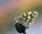 Nell'arcobaleno Nell'arcobaleno