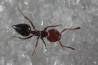 formichina tra lo zucchero formichina tra lo zucchero