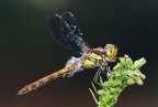 Libellula
