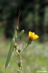 Mantide religiosa