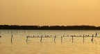 Lago Di Massaciuccoli Lago Di Massaciuccoli