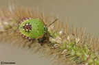 Neanide di nezara viridula Neanide di nezara viridula