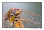 libellula 2 libellula 2