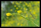 Tipule Tipule