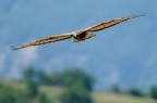 Falco Pecchiaiolo 7 Falco Pecchiaiolo 7