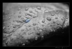 Rain Drops Rain Drops