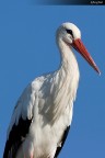 cicogna cicogna