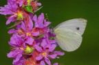 macro macro
