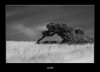 wind wind