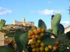 Santuario Tindari tra i fichi d'india
